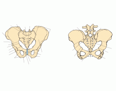 pelvic girdle anatomy and landmarks