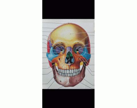 Axial Skeleton Quizzes