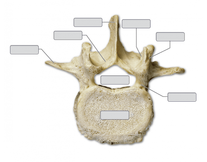 Lumbar Vertebrae Labeling Printable Worksheet