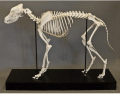 Skeletal Anatomy of a Dog