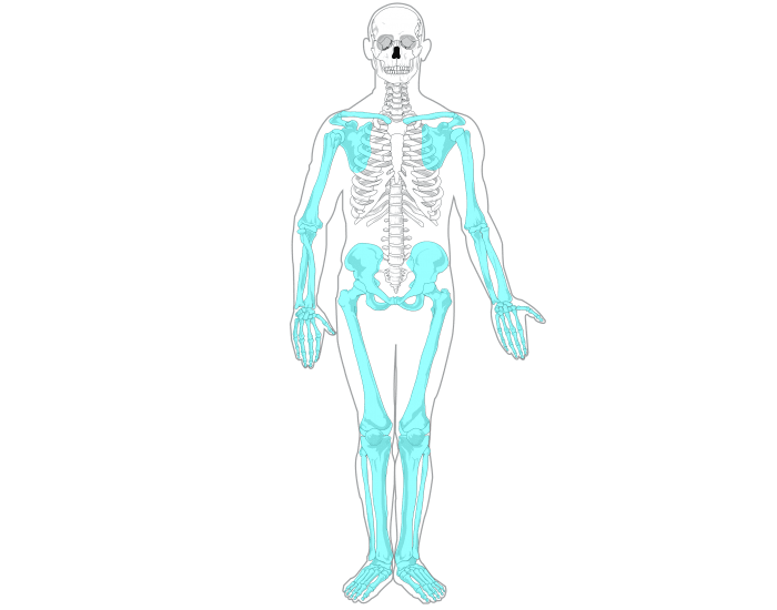 Appendicular Skeleton Labeling Printable Worksheet