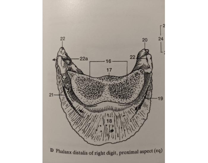 Distalis Phalanx Distalis Right, Proximal (eq) Quiz