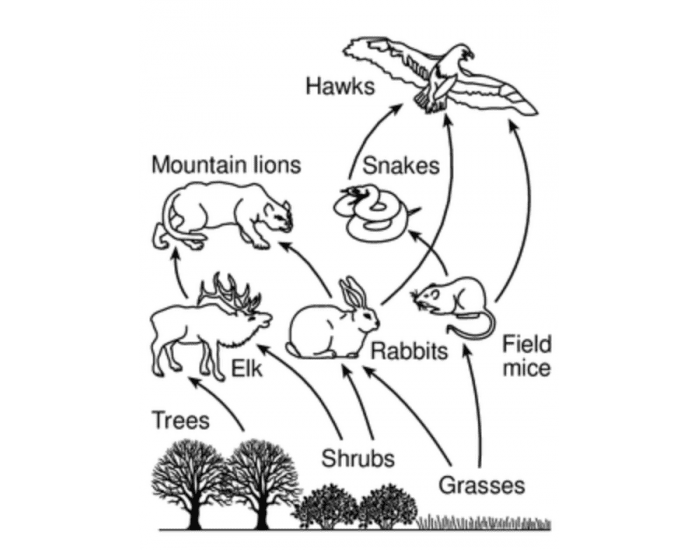 Food Web Practice Quiz