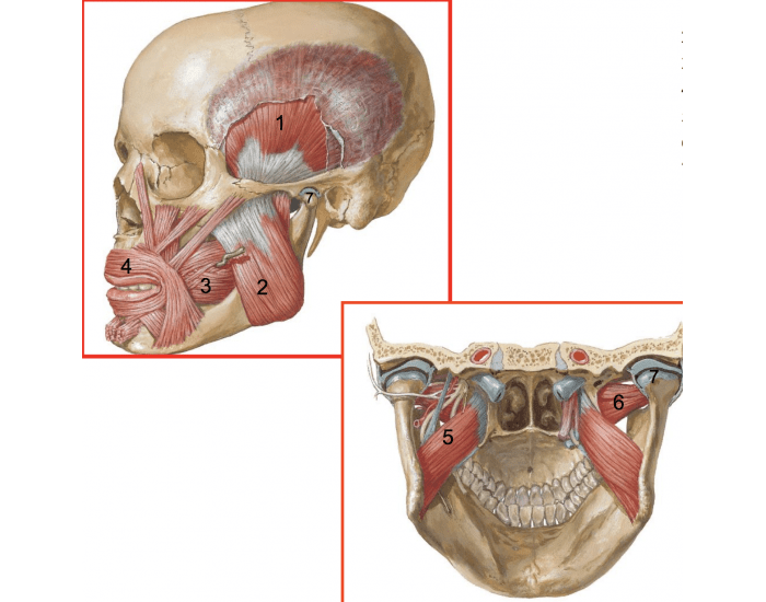 Articulatory Anatomy Jaw Muscles Printable Worksheet articulatory-anatomy-jaw-muscles-printable-worksheet