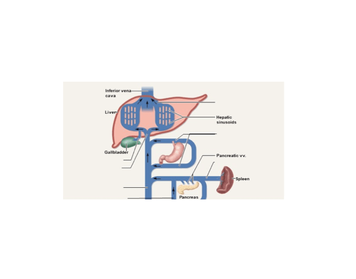 Major Veins of Hepatic Portal System Quiz Biology Diagrams