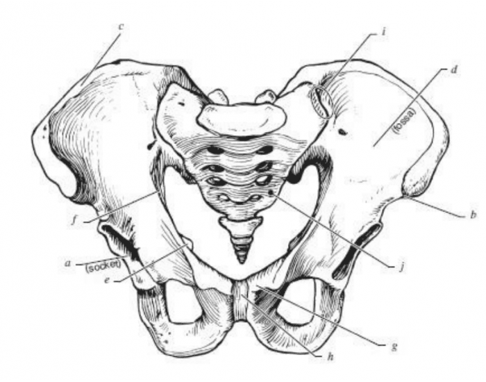 Pelvic bone markings — Printable Worksheet