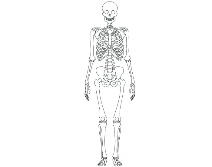 parts-of-a-skeleton-quiz