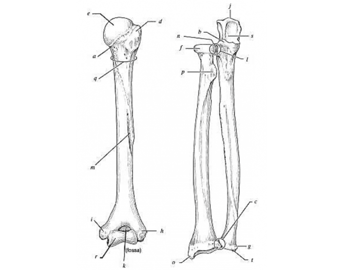 Arm bone markings Quiz