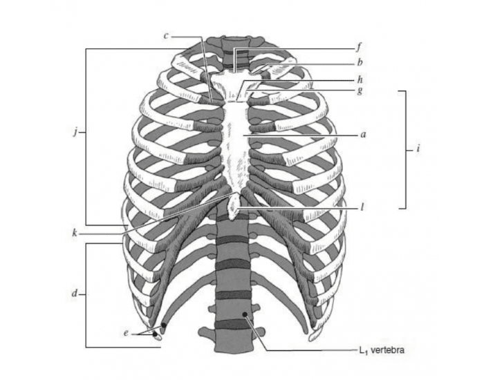 Unannotated Ribs Ribs bone markings Quiz