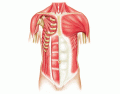 Anterior Thorax Muscles