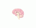Midsagittal View of Brain