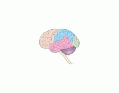 Brain labeling