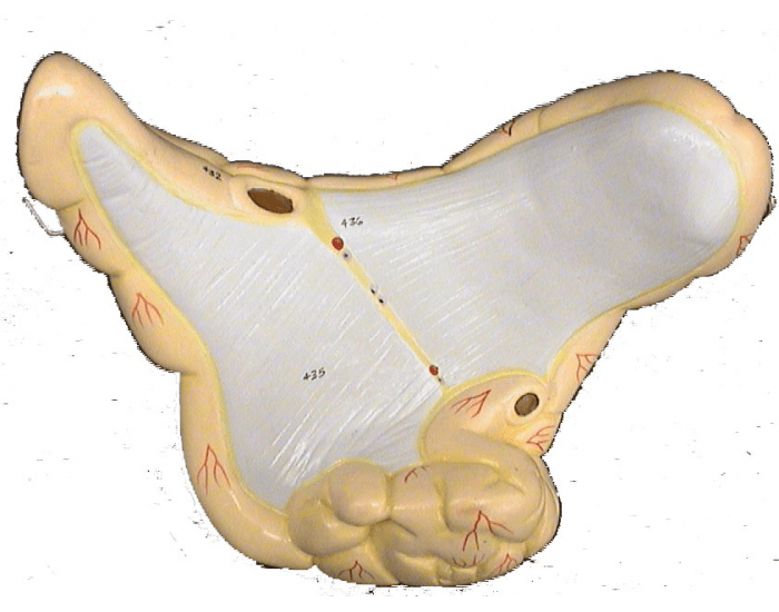 Small intestine backside labeling Quiz
