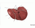 Liver Ligaments Anatomy