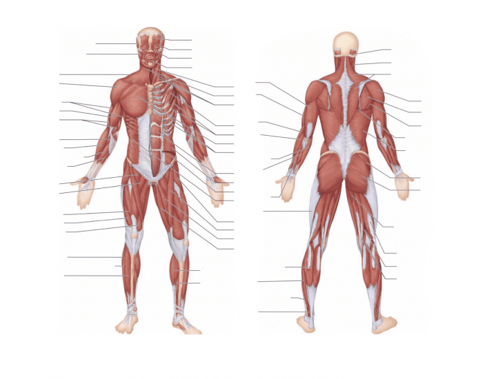 Anterior & Posterior Full Body Muscles Quiz