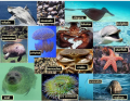 Sea animals (Spanish vocabulary)