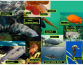 Fish - los peces (Spanish Vocabulary)