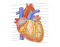 Identify Structures Of The Heart
