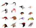 Bird Beaks(2): Adaptations for Feeding