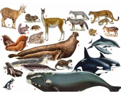 Mammals of Southern Argentina (Patagonia)