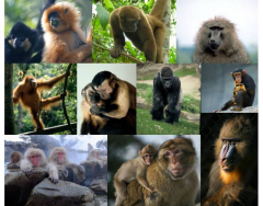 Primates (Animals Series)