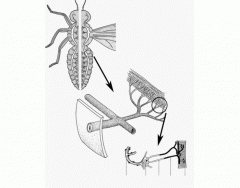 Insect Respiration Anatomy