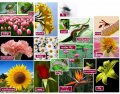 Flowers and pests (Spanish vocabulary)