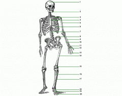 Bones of the Body