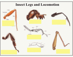 Insect Legs