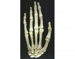 Hand Bones