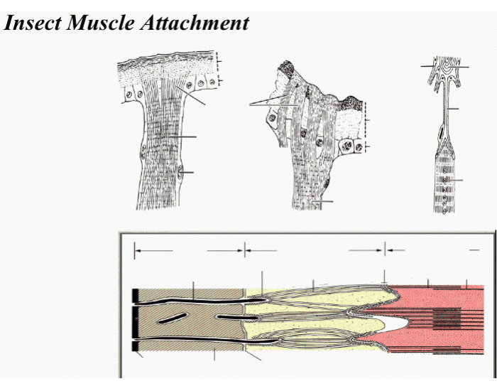 Insect Muscle Anatomy Quiz