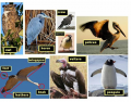 Birds - Las aves (Spanish vocabulary)