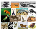 Extinct Animals of Modern Times (Animals Series)