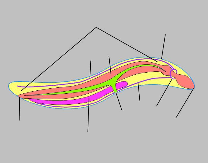 Nematode Anatomy Quiz