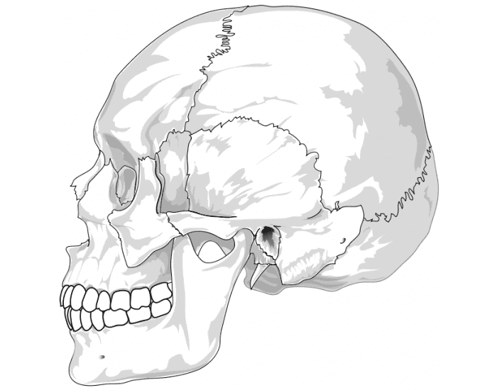 The Human Skull Quiz