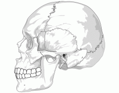 the human skull