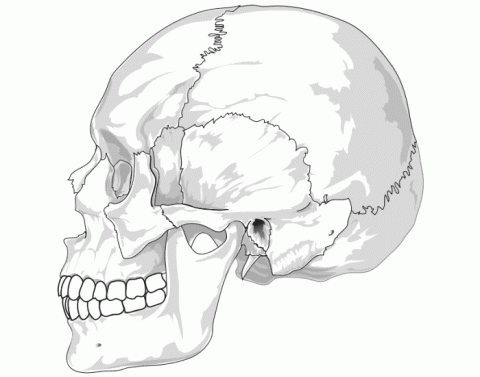 The Human Skull Quiz