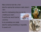 Idioms 10 (Animals Monkey - Pig)