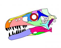 Theropod Skull Anatomy