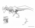 Theropod Skeletal System