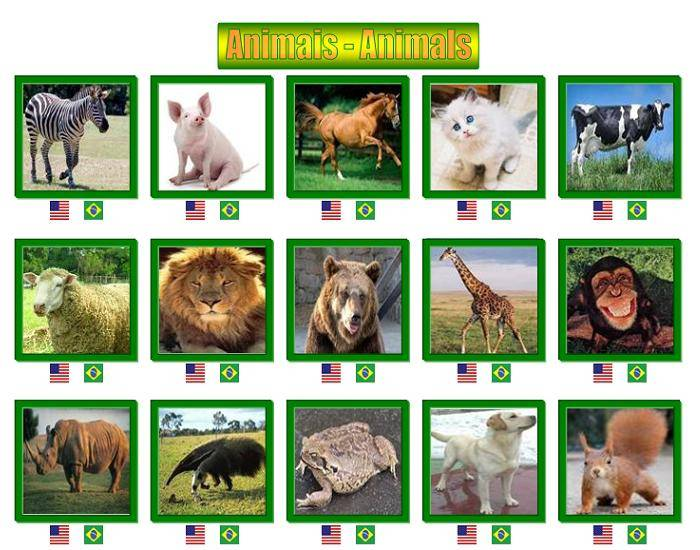 Quiz sobre animais com perguntas e respostas #quiz #animais #animal #p