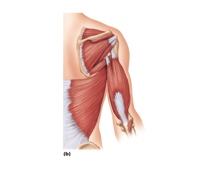 Posterior Shoulder Muscles Quiz