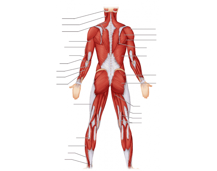 Muscle Anatomy Quiz