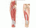 lab 9 muscles of the hip and thigh