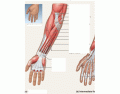 lab 9 muscles of the forearm 1