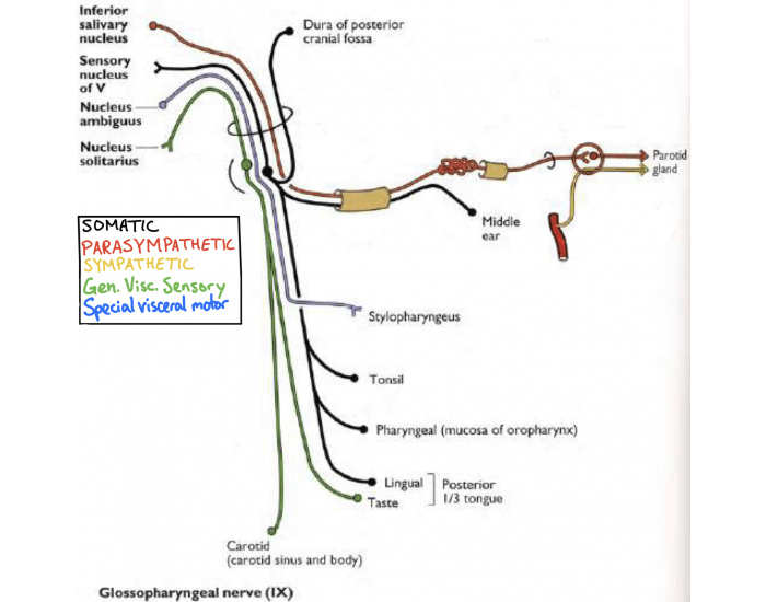 Glossopharyngeal n. (CN IX) Schematic Quiz