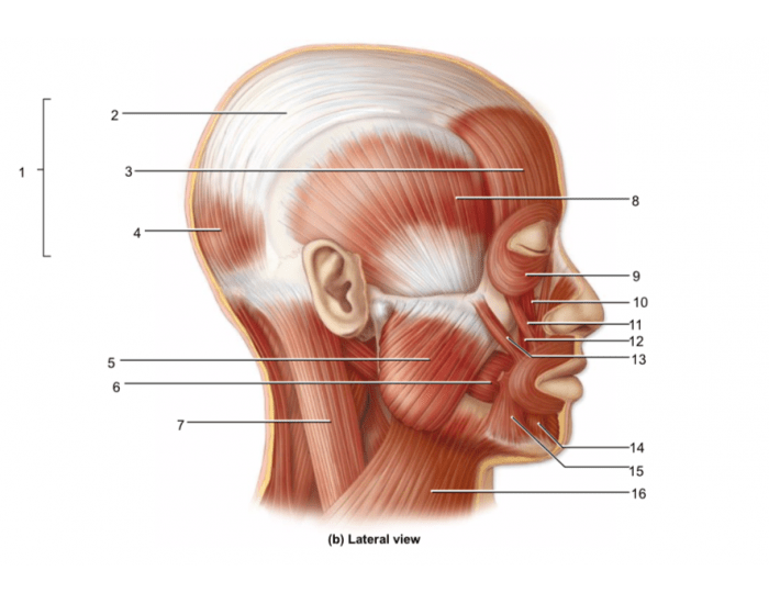 Lateral View Muscle Quiz