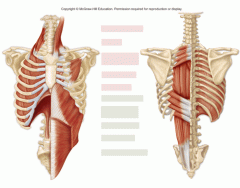 Skeletal Muscles of Breathing