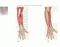 lab 9 muscles of the forearm 3