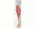 lab 9 muscles of the leg
